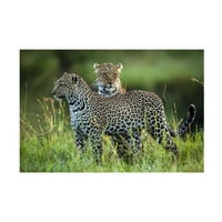 Canshkumar 'Obitelj leopard' platno umjetnost