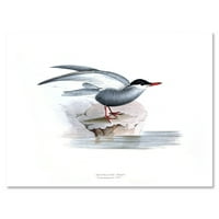 Designart 'Drevna ptica Europe I' tradicionalno platno zidne umjetničke tisak