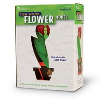 Obrazovni resursi model cvijeta u presjeku -, Dob od 7 godina