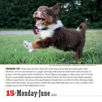 Kalendar za pse za svaki dan