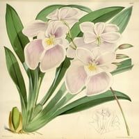 Ispis plakata s ružičastim ljiljanima i orhidejama